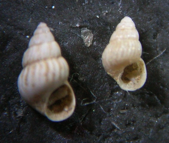 Pusillina diversa